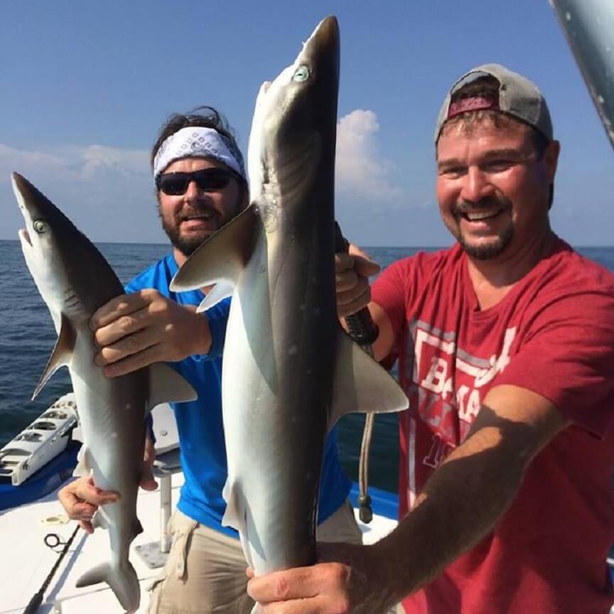 Sharks Sharks